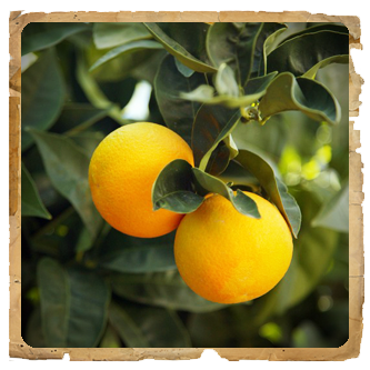 Le erbe di Janas olio essenziale d'arancio
